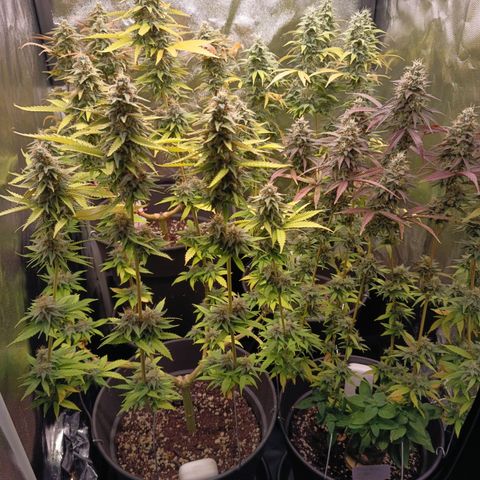 Pink Runtz  growlog timeline photo