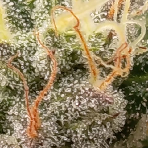 Green Gelato  growlog timeline photo