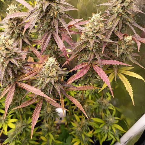 Green Gelato  growlog timeline photo