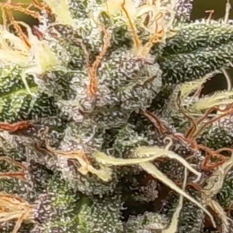 Green Gelato  growlog timeline photo