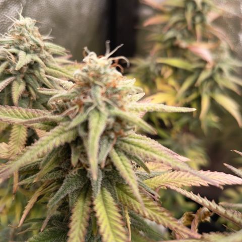 Pink Runtz  growlog timeline photo