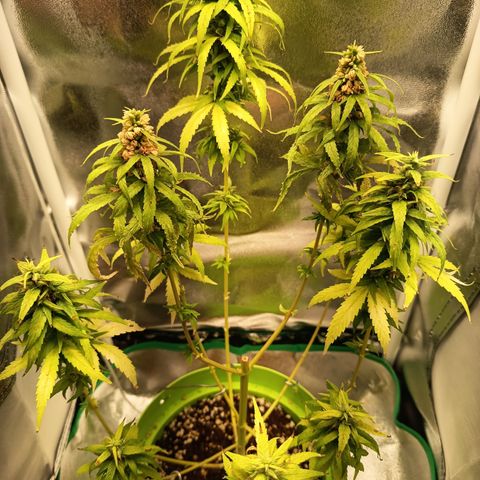 Royal Runtz  growlog timeline photo