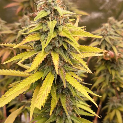 Fat Gorilla  growlog timeline photo