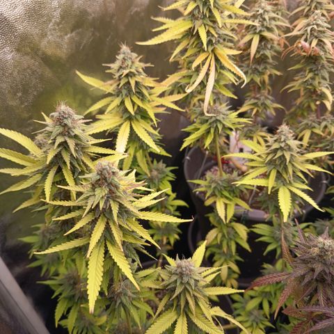Fat Gorilla  growlog timeline photo