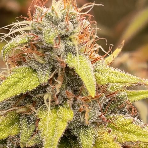 Fat Gorilla  growlog timeline photo