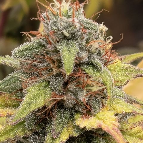Fat Gorilla  growlog timeline photo
