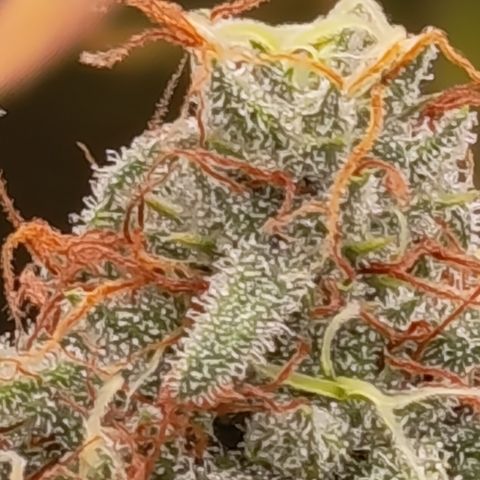 Pink Runtz  growlog timeline photo