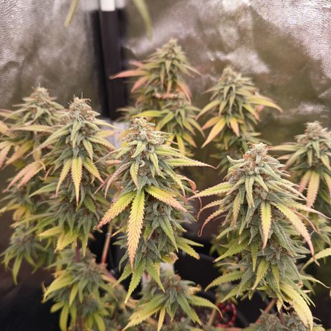 Pink Runtz  growlog timeline photo