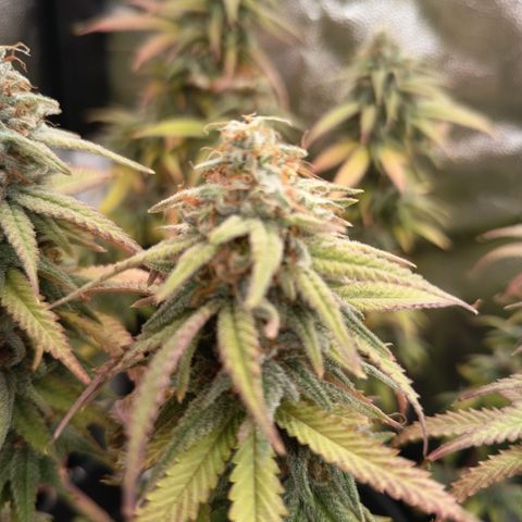 Pink Runtz  growlog timeline photo