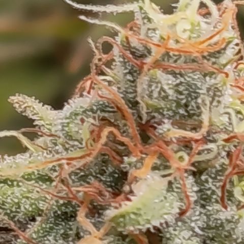 Pink Runtz  growlog timeline photo