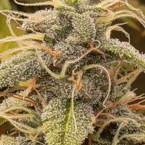 Sherbet Queen  growlog timeline photo