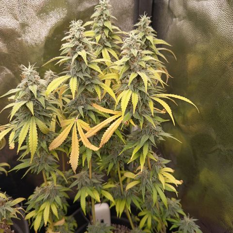 Sherbet Queen  growlog timeline photo