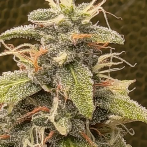 Sherbet Queen  growlog timeline photo