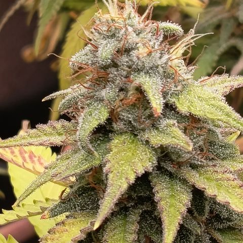 Fat Gorilla  growlog timeline photo