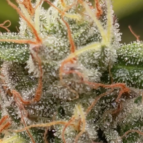 Green Gelato  growlog timeline photo