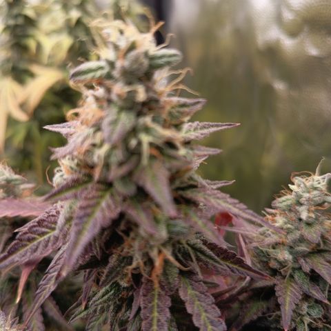 Green Gelato  growlog timeline photo