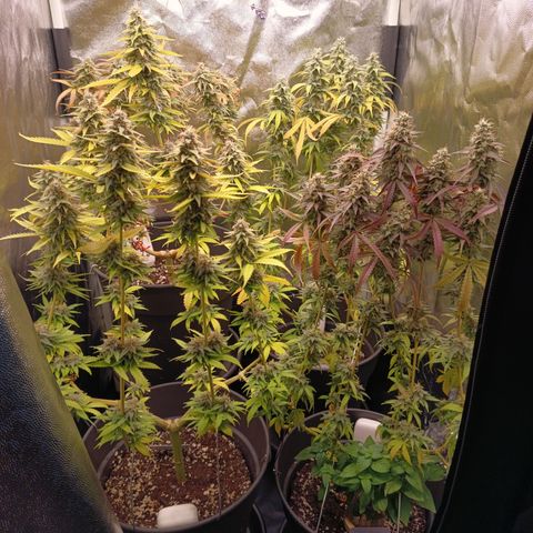 Pink Runtz  growlog timeline photo