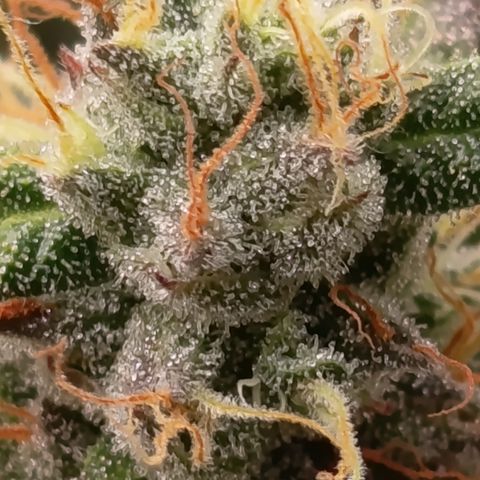 Green Gelato  growlog timeline photo