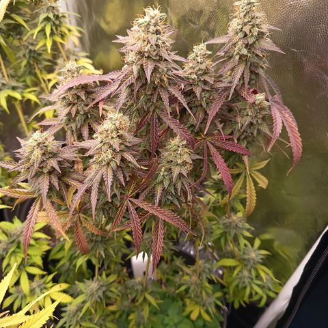 Green Gelato  growlog timeline photo
