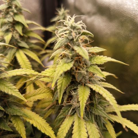 Sherbet Queen  growlog timeline photo