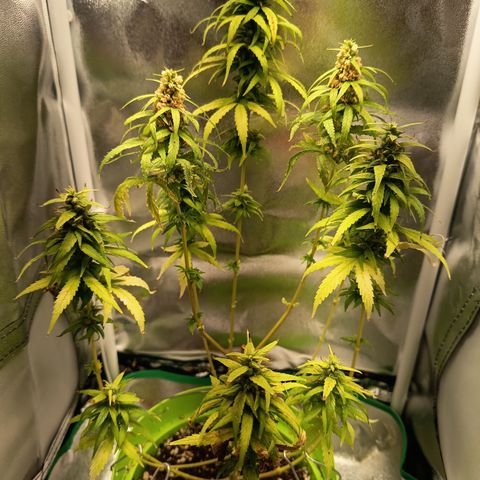 Royal Runtz  growlog timeline photo