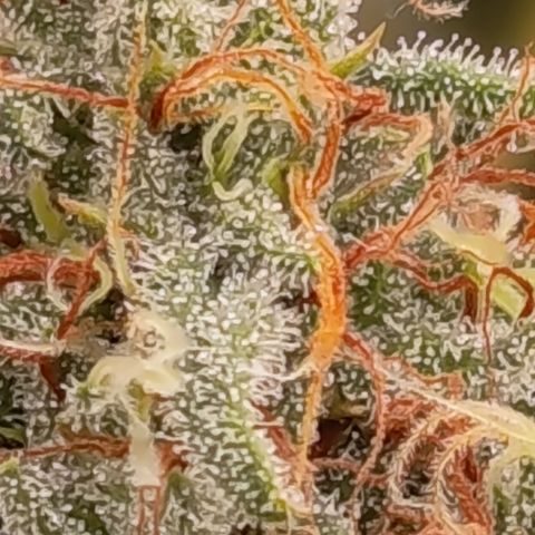 Pink Runtz  growlog timeline photo