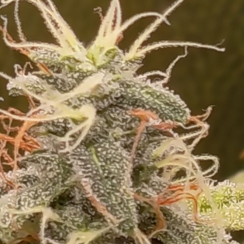 Sherbet Queen  growlog timeline photo