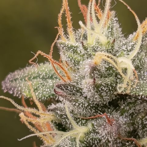 Green Gelato  growlog timeline photo