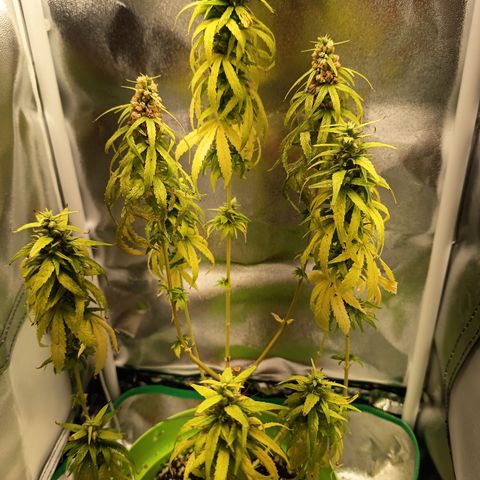 Royal Runtz  growlog timeline photo