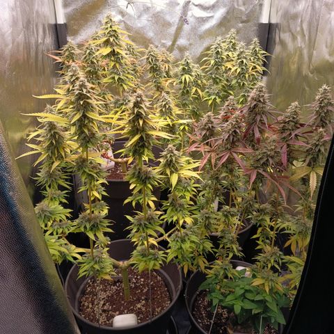 Pink Runtz  growlog timeline photo