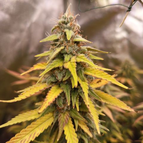 Fat Gorilla  growlog timeline photo
