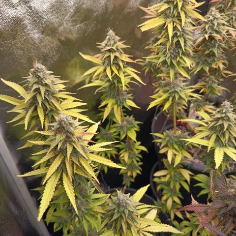 Fat Gorilla  growlog timeline photo