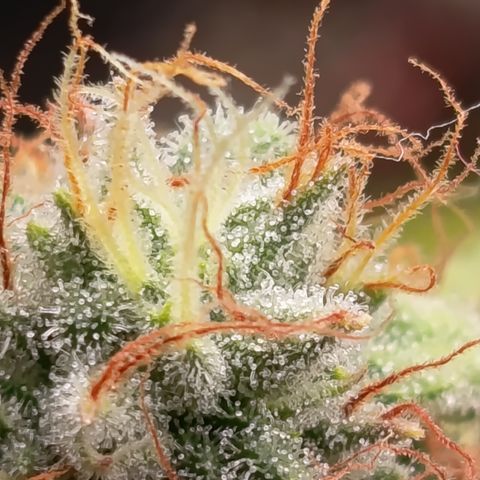 Fat Gorilla  growlog timeline photo