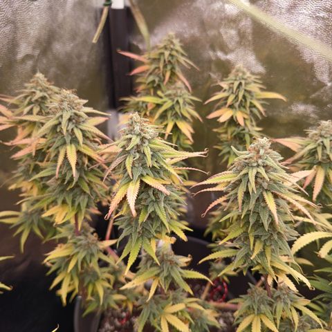 Pink Runtz  growlog timeline photo