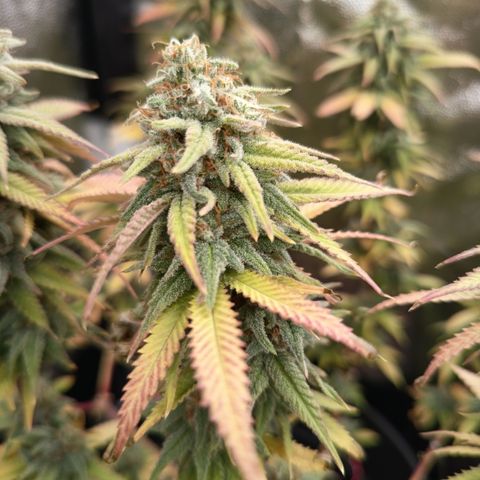 Pink Runtz  growlog timeline photo
