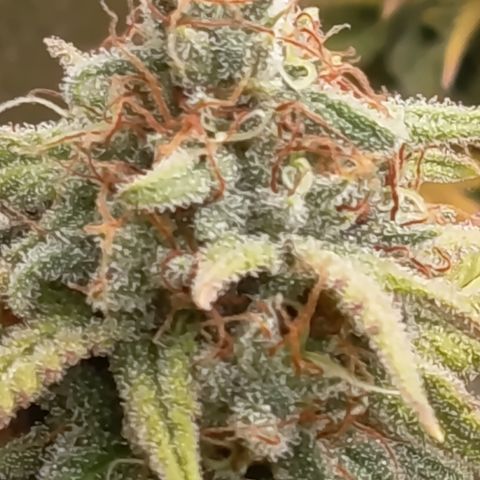 Pink Runtz  growlog timeline photo
