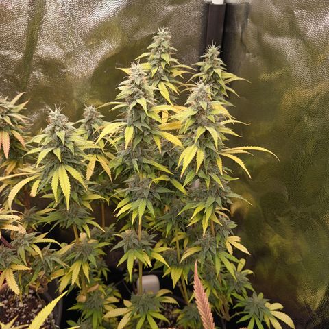 Sherbet Queen  growlog timeline photo