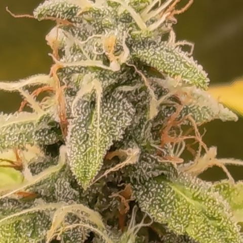 Sherbet Queen  growlog timeline photo