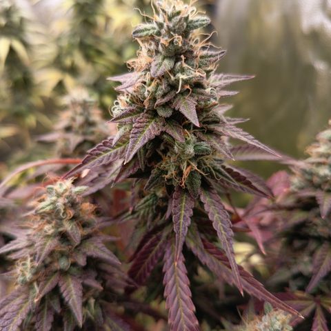 Green Gelato  growlog timeline photo