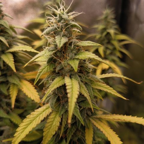 Sherbet Queen  growlog timeline photo
