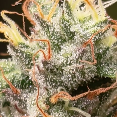 Green Gelato  growlog timeline photo
