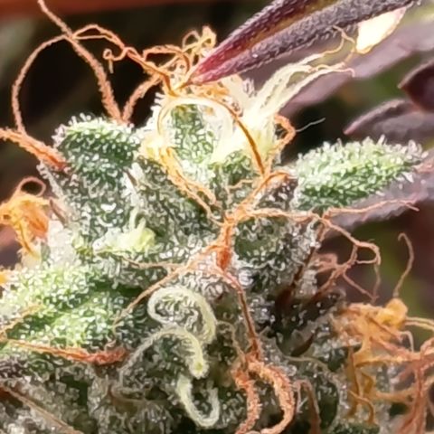 Green Gelato  growlog timeline photo
