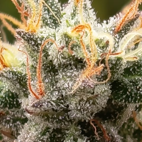 Green Gelato  growlog timeline photo