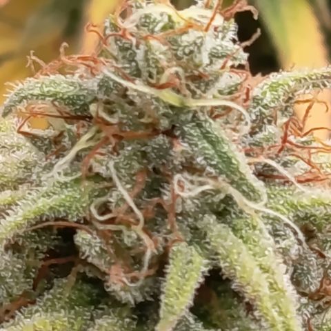 Pink Runtz  growlog timeline photo