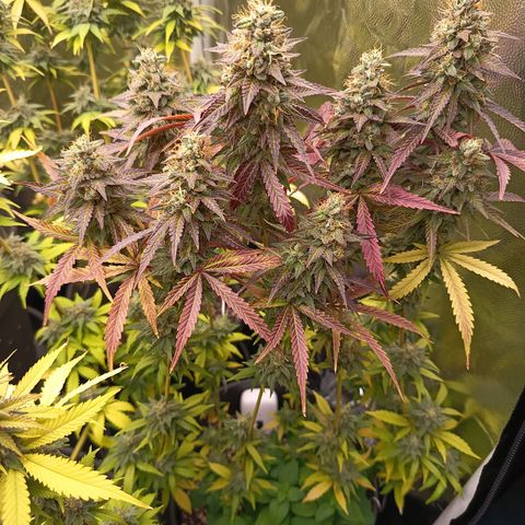 Green Gelato  growlog timeline photo
