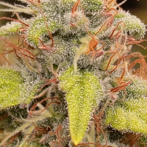 Fat Gorilla  growlog timeline photo