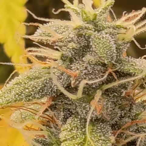 Sherbet Queen  growlog timeline photo