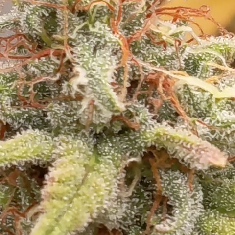 Pink Runtz  growlog timeline photo