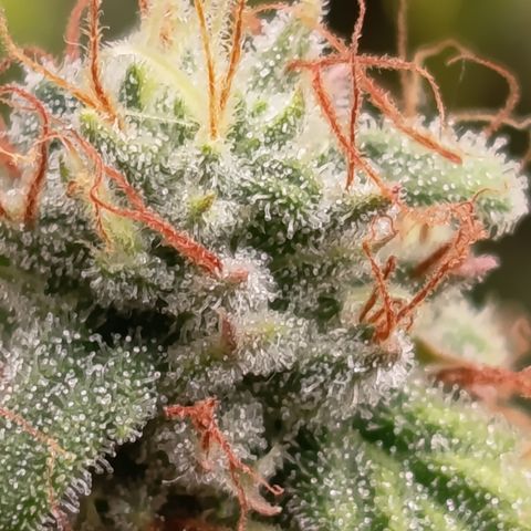 Fat Gorilla  growlog timeline photo