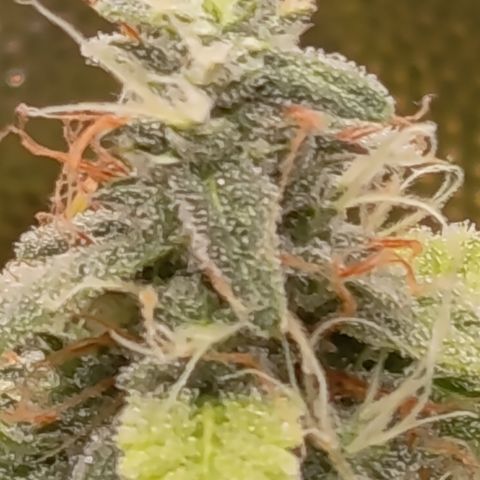 Sherbet Queen  growlog timeline photo